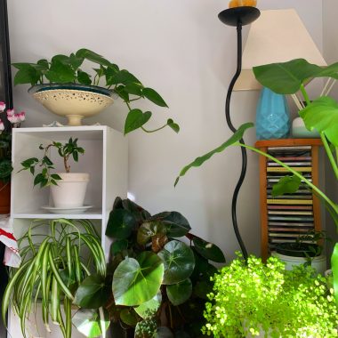 plants | FAP News Today | A corner of Jaime's home features several of her houseplants, which are all green and thriving.