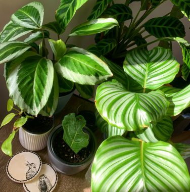 plants | FAP News Today | Several striped Calathea houseplants sit on a table in Jaime's home.