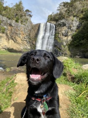loss of a husband | FAP News Today | photo of the puppy Akira outdoors, with a waterfall behind her