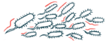 An illustration shows a cluster of bacteria.